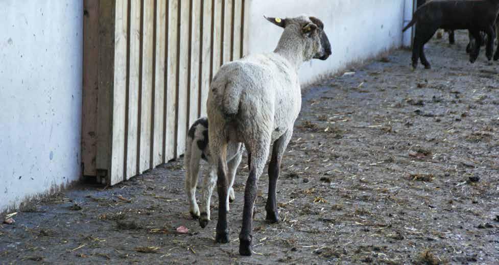 Gemäss BioSuisse-Richtlinien bzw. der RAUS-Verordnung sind Schafe während der Vegetationsperiode täglich bzw. an 26 Tagen pro Monat auf die Weide zu lassen.