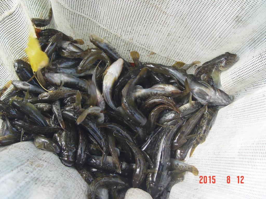 Standort Neckarwestheim - Makrozoobenthos und Fische 2017 18 6 Fische Völlig anders als beim Makrozoobenthos sieht die Situation bei den Fischen aus.
