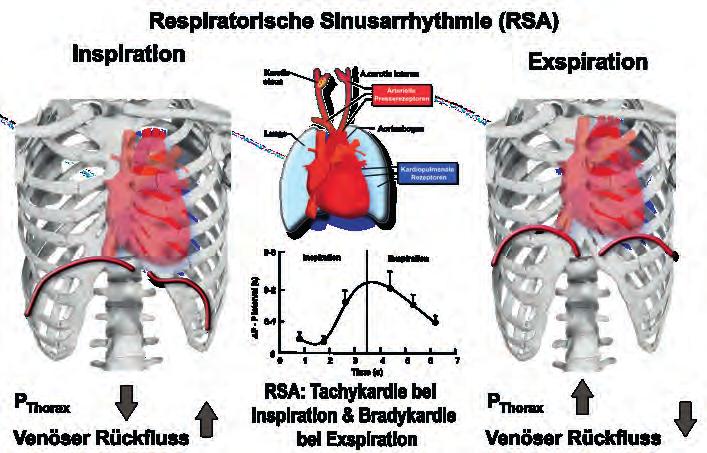 Messung des vegetativen Nervensystems mit der Herzfrequenzvariabilität Die Abhängigkeit der Herzfrequenz von der Atmung wird als respiratorische Sinusarrhythmie (RSA) bezeichnet, d.h. während der Inspiration steigt die Herzfrequenz und während der Exspiration sinkt die Frequenz.