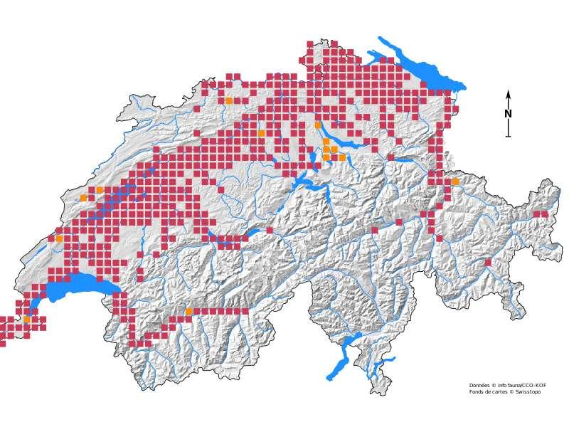 2.3 Verbreitung und Bestandesentwicklung in der Schweiz In der Schweiz war der Biber zu Beginn des 19. Jahrhunderts ausgerottet.