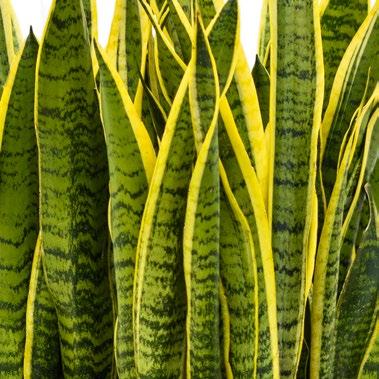 Standard Sansevieria