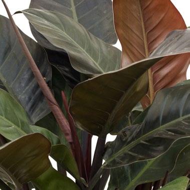 Komfort Philodendron