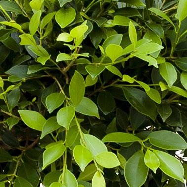 Premium Ficus nitida