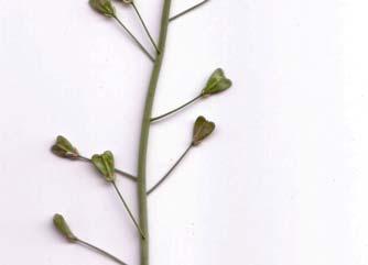 Charakteristika: - Familie: Kreuzblütler (Brassicaceae) - ein- bis zweijährig