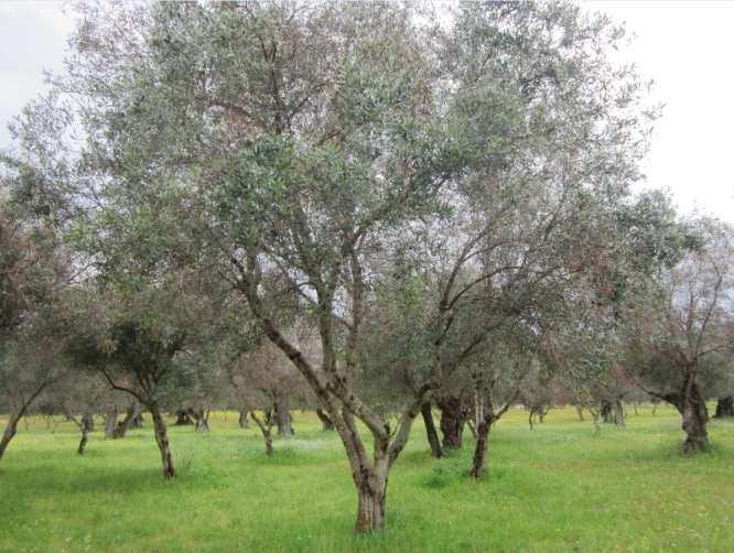 vor? verbreitet in Nord- und Südamerika 2013 erstmals in der EU, in Italien an Olivenbäumen festgestellt 2015 auf Korsika und in