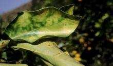 Maureen Möwes Wein: Piece`s disease Orange Citrus variegated chlorosis Oleander leaf