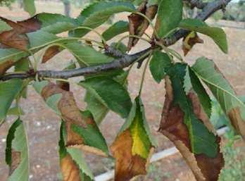 Xylella fastidiosa Welchen Schaden verursacht Xylella?