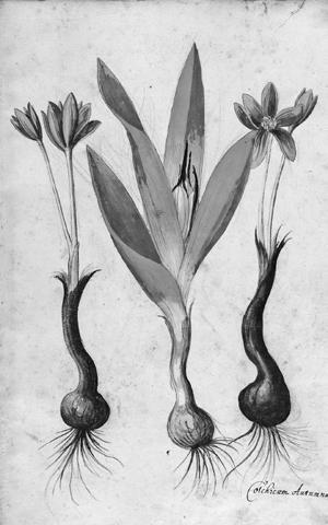 [ Hans Dickel ] 26 Kolorierte Feder- und Kreidezeichnung der Colchicum autumnale (Herbstzeitlose) aus Georg Oellingers Florilegium.