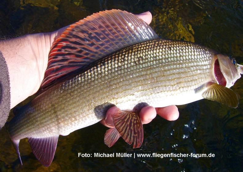 Die ÄSCHE Fisch des Jahres 2011 VDSF, ÖKF, DAV und der VDST haben die Äsche zum Fisch des Jahres 2011 gewählt Wohl einer der schönsten Süßwasserfische.