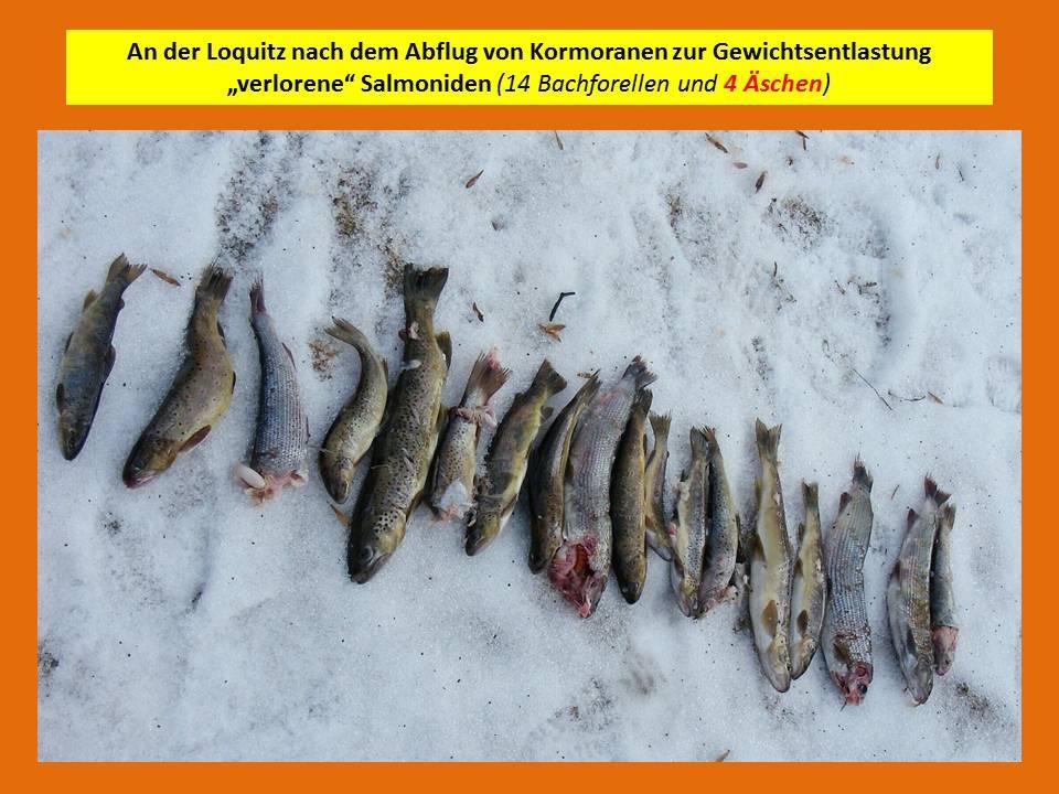 Die Laichzeit der Äsche fällt zudem mit dem winterlichen Aufenthalt der Kormorane in Thüringen zusammen.