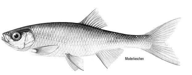 Die Bedeutung der Aue für Fische Quelle Abbildung: Militz, C.. (1996): Süßwasserfische in europäischen Gewässern.