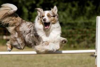 14 MODUL 5 TRAINER FÜR SPRUNGTRAINING SPRUNGSTILE Als Sprungstile bezeichnet man das was der Hund über dem Sprung mit seinem Körper macht.