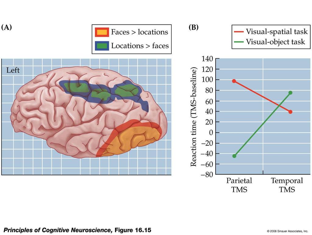 Dorsale und ventrale Hirnregionen sind in räumliches und objektbasiertes