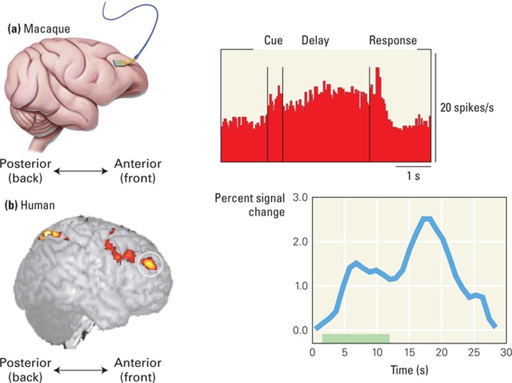 Aktivität im dorsolateralen Präfrontalkortex von Affen und Menschen während der