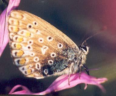 Hauhechelbläuling Polyommatus icarus Gemäss EBERT & RENNWALD (1993b)