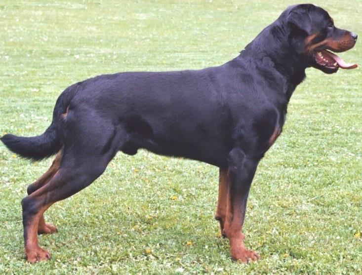 Aufgabe 9 der Zweiten Juristischen wie sieht überhaupt ein Rottweiler aus?