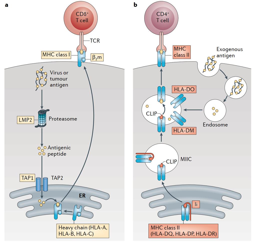 MHC Klasse I und II Moleküle Zytotoxische T-Zelle T-Helfer- Zelle Aktivierung von