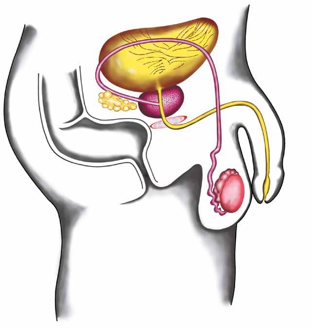 4 Blase Blasenhals Samenleiter Samenblasen Prostata äußerer Schließmuskel