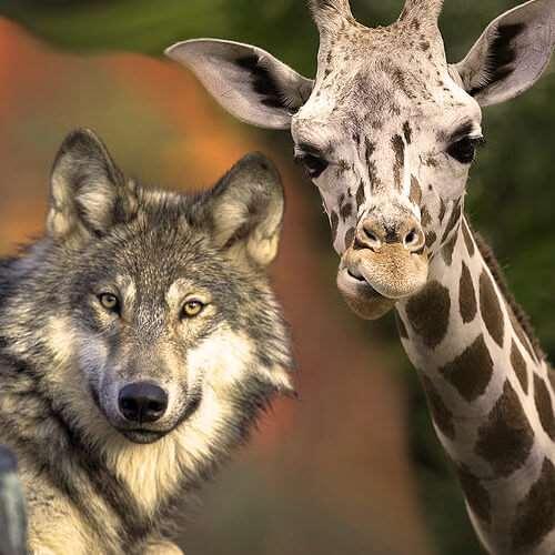 Was ist Giraffensprache und Wolfssprache? In der «Wolfssprache» lösen wir beim beim anderen Schuld, Scham oder Angst aus, sie ist anklagend, manchmal auch aggressiv.