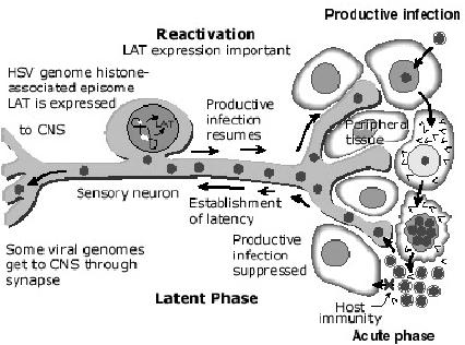 Wege des Herpesvirus 3.1.2 Okulte (maskierte) Persistenz Retroviren!