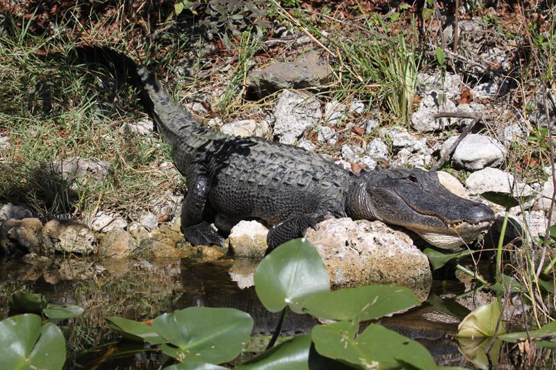 noch freilebenden Alligatoren:
