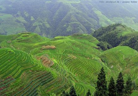 Pflanzen und Methan In Reisfeldern: 60% des biogenen Methans stammen aus der Rhizosphäre Via Aerenchym diffundierender