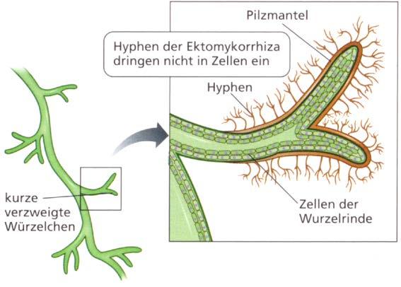 Lichtintensität) Ekto- und Endomykorrhiza Abb. 12: Kiefersämling mit Suillus bovinus (Bomberg et al., 2011). Abb. 10: Messtöpfe mit gasdichten Kunststoffhauben.