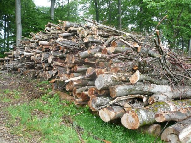 «Holzenergie ist Waldpflege durch den Ofen» Verwertung qualitativ