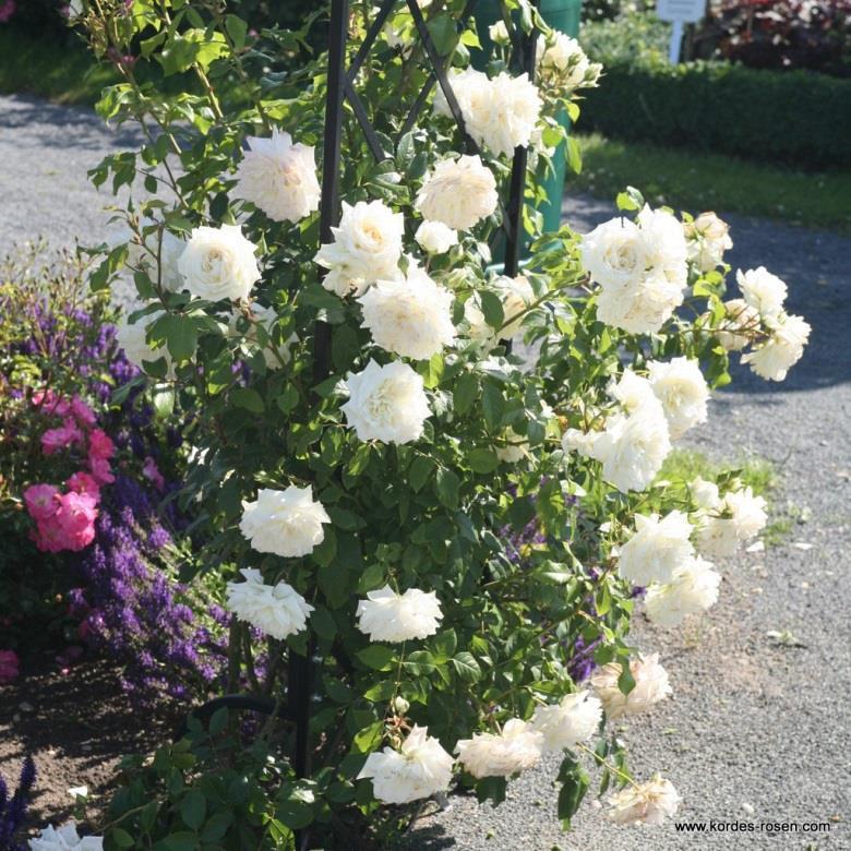 Alaska Moderne Rose weiss stark gefüllt, edel 8-11 cm, in Büscheln leicht +++ / öfterblühend frosthart sehr gute Blattgesundheit für eine eher kompakt