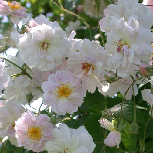 Paul's Himalayan Musk Historische Rose Rambler hellrosa stark gefüllt, rosettenförmig, kleinblumig 2-4, in Büscheln zart, lieblich + / einmalblühend über sehr robust kegelförmig stark, aufrecht,
