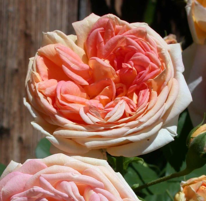Alchymist Romantik-Rose Rambler apricot stark gefüllt, geviertelt 8-10, in Büscheln stark + / einmalblühend sehr frosthart sehr robust rundlich, dick stark, robust, aufrecht mittelgross, dunkelgrün,