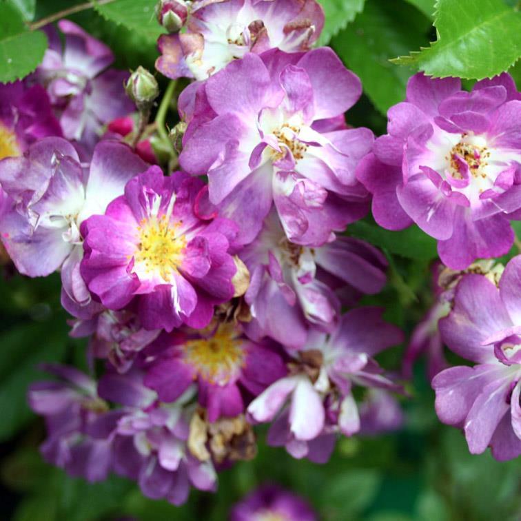 Veilchenblau Historische Rose Rambler violett bis lavendel halbgefüllt, kleinblumig 2-4, in Büscheln ohne + / einmalblühend über sehr robust kegelförmig wuchsfreudig, beinahe stachellos frischgrün