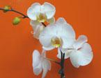 Tropische Orchideen wachsen in der Natur auf Bäumen.