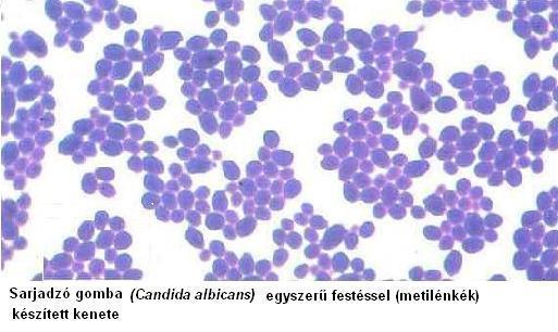 2.b Candida albicans (5-7