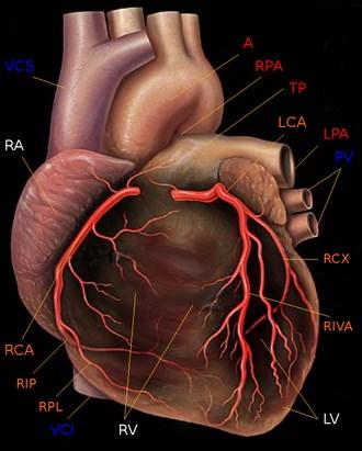 Herzkranzgefässe Entspringen aus der Aorta Rechte Herzkranzarterie (RCA right coronary artery): versorgt Herz-Hinterwand Linke Herzkranzarterie