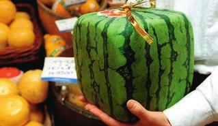 Aufgrund des hohen Gewichts und des niedrigen Preises der Früchte kommen die meisten Wassermelonen bei uns aus Spanien, Ungarn oder aus der Türkei.