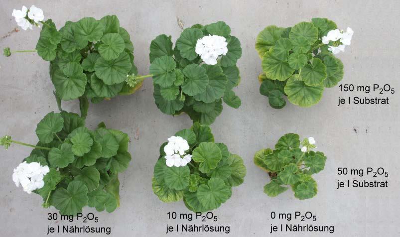 In 2015 als hoch und in 2016 als mittel P-bedürftig wurden eingestuft: Pentas lanceolata, Celosia argentea, Isotoma axillaris sowie Nierembergia hippomanica.