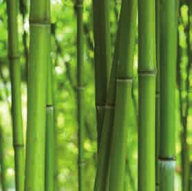 Seine Energiebilanz ist beachtlich, das freut auch Umweltverbände. Kaum eine andere Pflanze bindet so viel Kohlendioxid. Bambus kann einen Meter pro Tag wachsen.