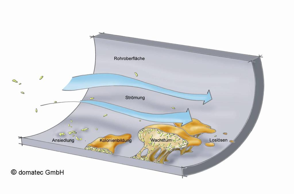 Entstehung eines Biofilms Quelle: http://www.