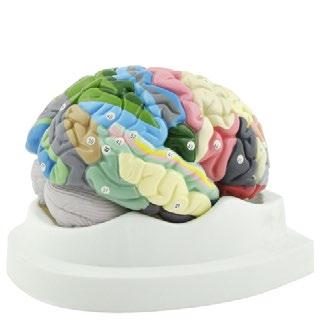 Gehirnmodell mit Funktionszonen