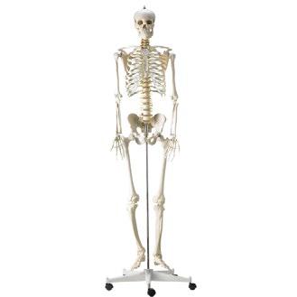 Human Anatomiemodelle 8 Lebensgroßes flexibles menschliches Skelett Artikel-Nummer: H130985 GTIN: 4260306779734 L38 x H180 x B20 cm