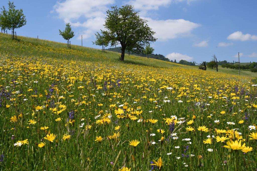 Klimabulletin Frühling 2018 _ Die Schweiz erlebte den viertwärmsten Frühling seit Messbeginn im Jahr 1864. Das landesweite Mittel erreichte 6.0 Grad.