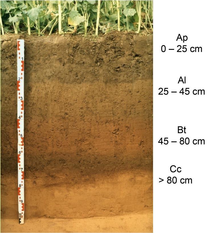 Bodenhorizonte Pflugsohle A: Oberboden (mineralisches und organisches Material) B: Unterboden