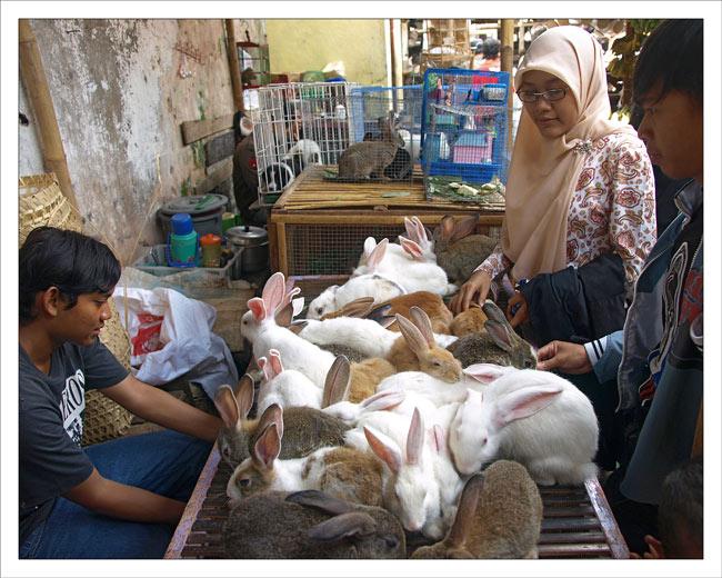 Bild der Woche (eingereicht von Dirk Diestel) Ob diese Hasen - feilgeboten im letzten Sommer auf einem Tiermarkt in Jogyacarta/Java - noch lange überlebt haben, ist eher fraglich.