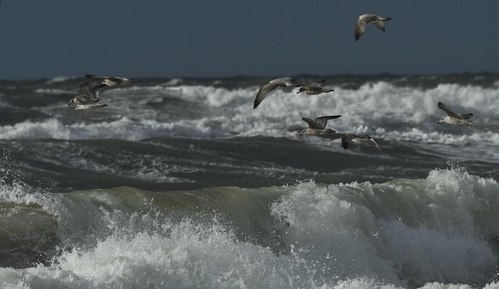 Reisebericht: Nordseeinsel Sylt, 22. bis 28. September 2018 Drehscheibe des Vogelzugs! 22.09. Windig, Schauer und große Wellen! Richtiges Nordseewetter erwartete uns schon bei unserem ersten Ausflug.