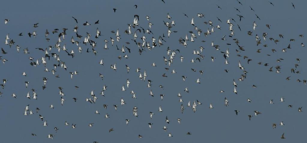 Hier saßen mindestens 6000 Watvögel dicht gedrängt wie ein Teppich und trotzten dem Sturm.