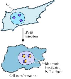 Virus- induzierte Karzinogenese Rb HPV- Infektion