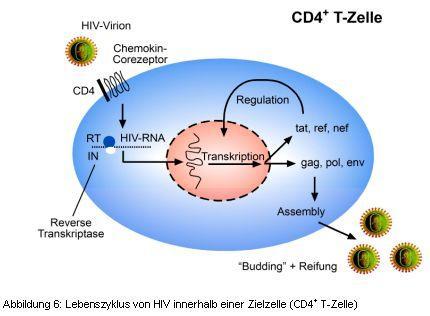 Lebenszyklus von HIV