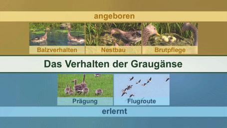 In manchen Gegenden Europas verweilen die Graugänse auch über den Winter. Diese Tiere sind keine Zugvögel mehr, sondern sogenannte Standvögel.