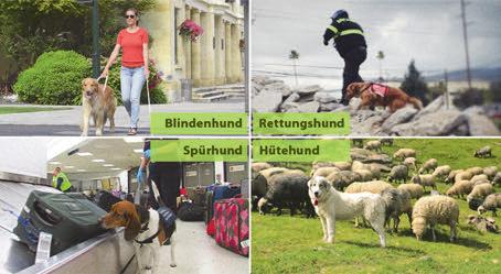 Außerdem können Hunde Spezialfähigkeiten erlernen. Geeignete Hunde werden als Spür- und Rettungshunde, Hütehunde oder als Blindenhunde ausgebildet.